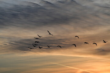 Geese Flying in a Cloudy Sunset Sky
