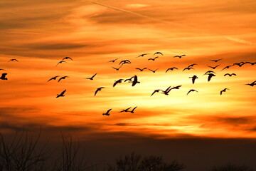 Geese Flying in an Orange Sunset
