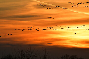 Geese Flying in a Sunset