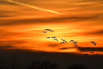 Geese Flying Below a Contrail in an Orange Sunset
