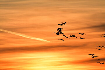 Geese Flying in a Sunset Sky