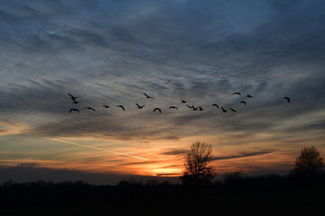 Geese Flying in a Sunset Sky