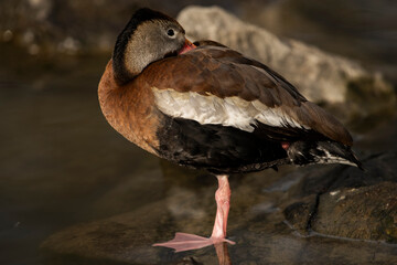 Black-bellied Whistling-Duck