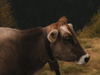 Kuh in der Natur