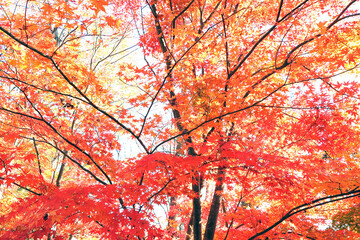 雑木林の中のモミジやカエデの鮮やかな紅葉風景