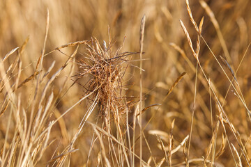 Black Spear Grass Seed Clump (Heteropogon contortus)