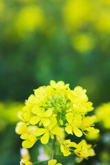 菜の花のクローズアップ	