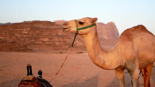 A single dromedary camel stands in the middle of a desert in Jordan
