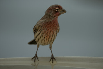purple finch on corner of bird bath