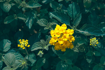 Yellow lantana flowers glowing in lush green garden. Tropical lantana camara flower cluster in sunlight. Bright yellow lantana blossoms macro garden. Lantana flowers blooming beautifully in daylight