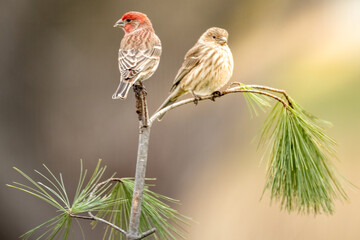 male and female finch songbird on branch
