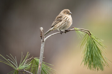 sparrow on a branch