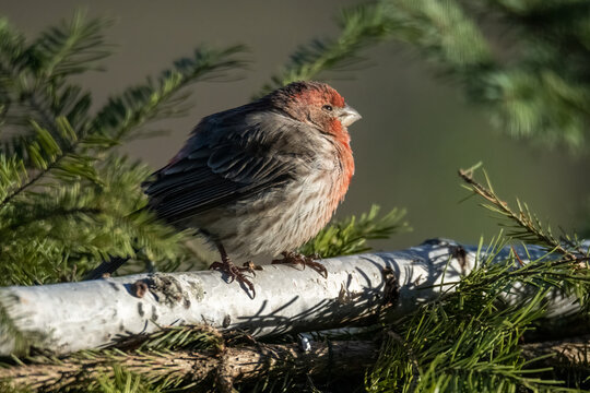 red finch perched on white birch log. 