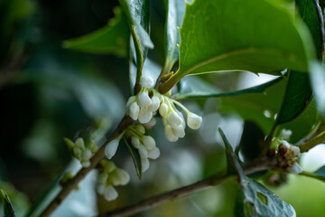 Flowers of holly olive - Osmanthus heterophyllus - are in bloom in Fukuoka city, JAPAN.
