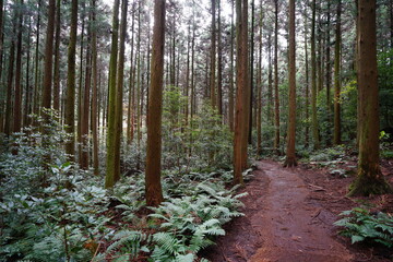 a path through autumn cedar forest
