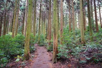 Obraz premium mossy trees and path in the cedar forest
