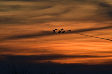 Fototapeta na wymiar Geese Flying in a Sunset