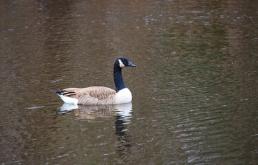 Canada Goose