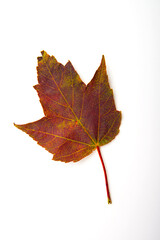 old, autumn maple leaf on a white background.
