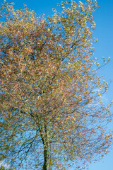 Colorful tall tree with a blue sky at background at dawn 