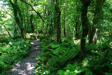 mossy trees and fern in the sunny spring forest