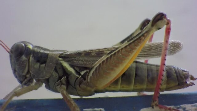 A grasshopper breathing hard standing on a tree branch in front of a building. Filmed with a macro lens.