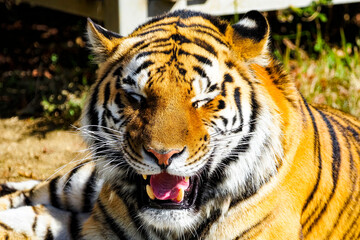 Naklejka premium 虎 ポートレート