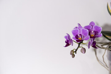 beautiful purple orchid on a white background