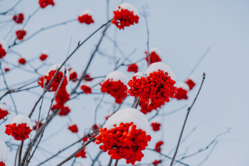 frozen mountain ash with snow
