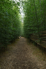 Naklejka premium 나무