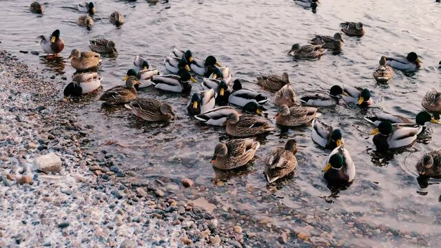 ducks swim in the Yenisei River in winter