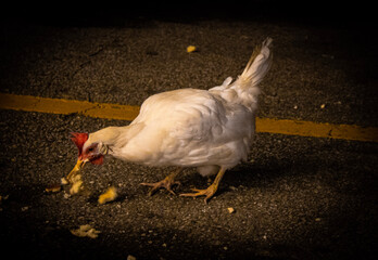 Chicken in convenient store parking lot in Orwell, Ohio