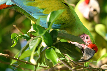 green winged macaw