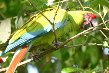 blue and yellow macaw