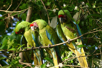 blue and yellow macaw