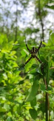 spider on a web