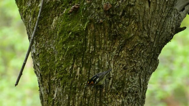 Little migratory blackburnian warbler, setophaga fusca hopping on tree trunk in forest environment at daylight, wildlife close up shot.