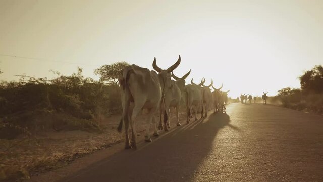 Single File Line Of Cows Walking Along Road Against Sunset Skies. Low Angle