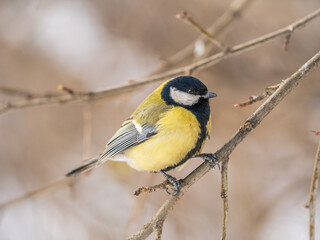 Cute bird Great tit, songbird sitting on a branch without leaves in the autumn or winter.