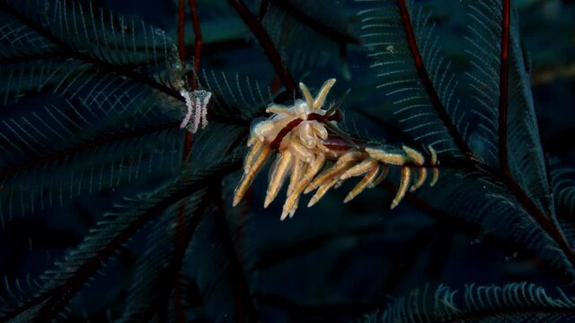 Nudibranch (sea slug) - Eubranchus sp., feeding on a hydroid. Underwater macro world of Tulamben, Bali, Indonesia.
