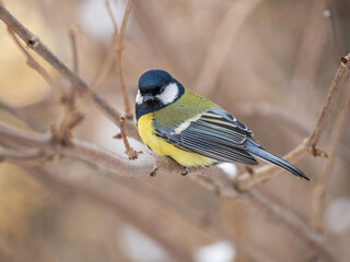Cute bird Great tit, songbird sitting on a branch without leaves in the autumn or winter.