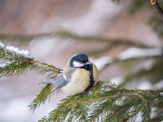 Cute bird Great tit, songbird sitting on the fir branch with snow in winter