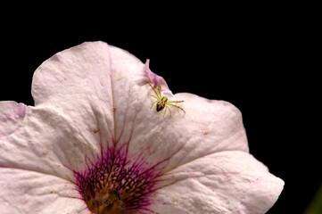 Una araña diminuta sobre una delicada flor
