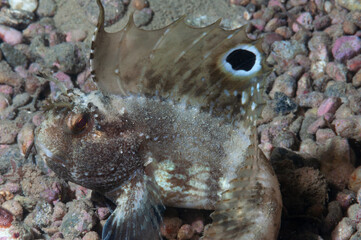 bavosa occhiuta, Blennius ocellaris, su fondo ghiaioso