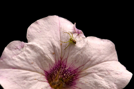 Una ara&ntilde;a diminuta sobre una delicada flor