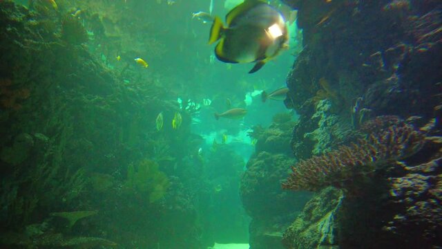 Beautiful Scenery Of Various Fishes At The Aquarium Of Burgers' Ocean In Arnhem, Netherlands. Close Up