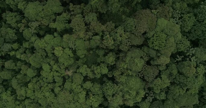 Ecuatorian Rainforest from above drone shot in the at the choco area of Ecuador