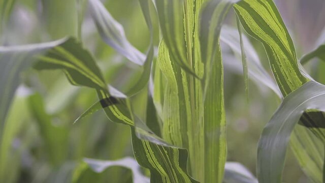 close-up view of Green corn leaves turned into yellow because of viral diseases and biological pests and physiological disorders in the garden.