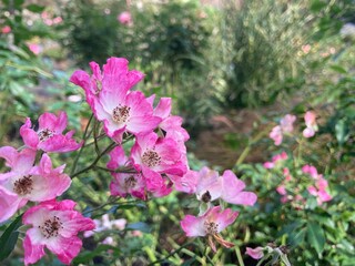 花のワルツ