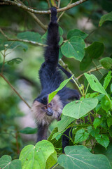 Lion Tailed Macaque Monkey Middle Of The Jungle